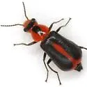 Attalus subtropicus - photo 4