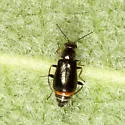Attalus terminalis - photo 2