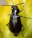 Attalus terminalis - photo 3