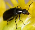 Attalus terminalis - photo 4