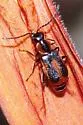 Attalus trimaculatus - Attalus trimaculatus