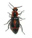 Attalus trimaculatus - photo 2