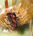 Attalus trimaculatus - photo 3