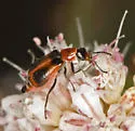 Attalus trimaculatus - photo 4