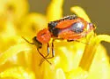 Attalus trimaculatus - photo 5