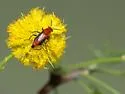 Attalus tucsonensis - Attalus tucsonensis