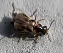 Attalus zebraicus - photo 2