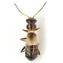 Attalusinus mexicanus