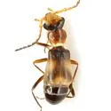 Attalusinus mexicanus - photo 2