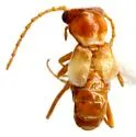 Attalusinus mexicanus - photo 3