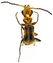 Attalusinus mexicanus - photo 4
