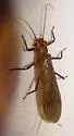 Attaneuria ruralis