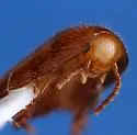 Ant Cockroach