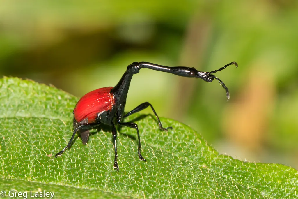 Leaf Rolling Weevils - photo 2