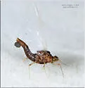 Attenella attenuata