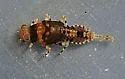 Attenella soquele