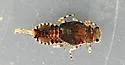 Attenella soquele - photo 5