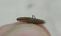 Attenuipyga platyrhyncha