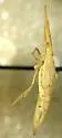 Attenuipyga platyrhyncha - photo 2