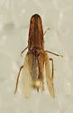 Attenuipyga platyrhyncha - photo 3