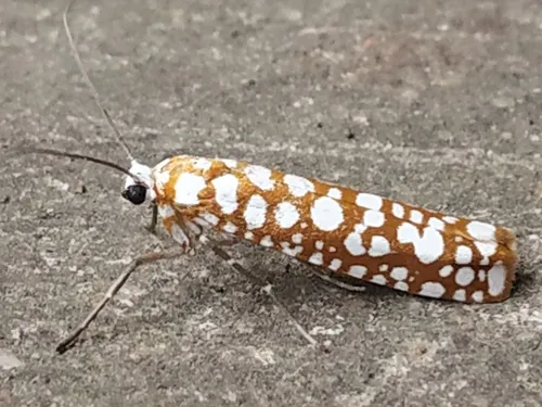 White-spotted Tube Moth