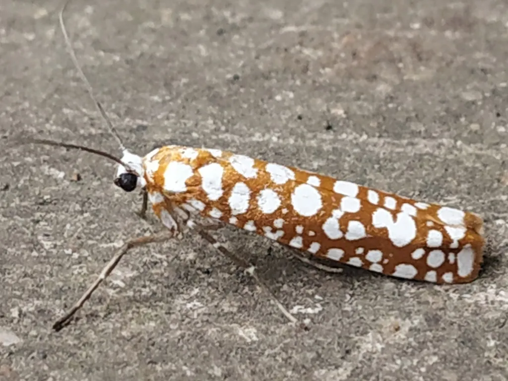 White-spotted Tube Moth - photo 2