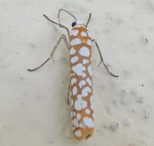 White-spotted Tube Moth - photo 4