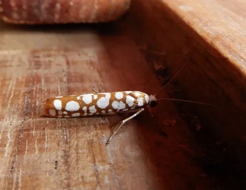 White-spotted Tube Moth - photo 5