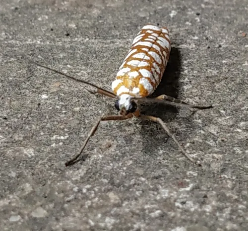 White-spotted Tube Moth - photo 6