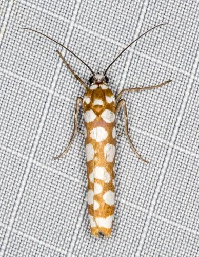Atteva niphocosma