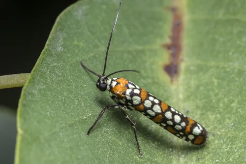 Little Cigarette Harlequin Moth - photo 4