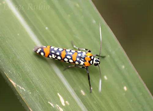 Little Cigarette Harlequin Moth - photo 5