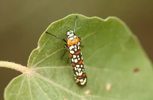 Little Cigarette Harlequin Moth - photo 6