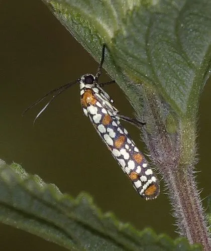 Little Cigarette Harlequin Moth - photo 7