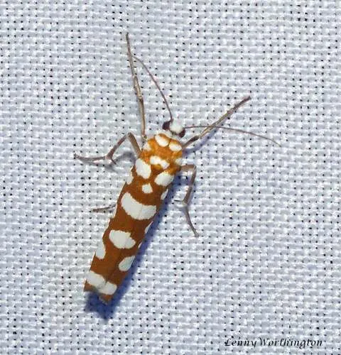 Atteva sciodoxa