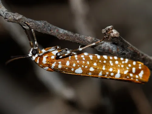Atteva sphaerotrocha