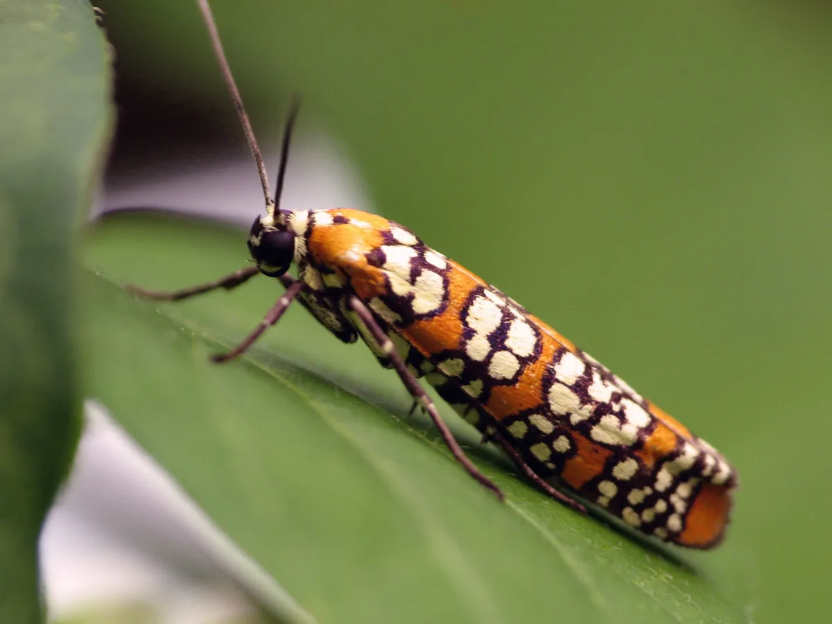 Tropical Ermine Moths - photo 2