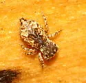 Attidops cinctipes