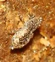 Attidops cinctipes - photo 2