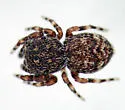 Attidops cutleri