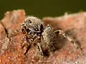 Attinella concolor