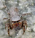 Attinella concolor - photo 3