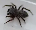 Attinella concolor - photo 4