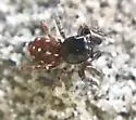 Attinella juniperi