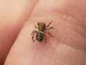 Attulus ammophilus - photo 5
