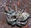 Attulus fasciger