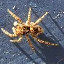 Attulus fasciger - photo 2
