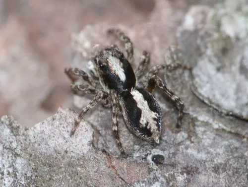 Attulus finschi - photo 3