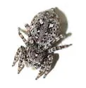 Attulus pubescens - photo 4
