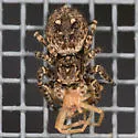 Attulus pubescens - photo 5